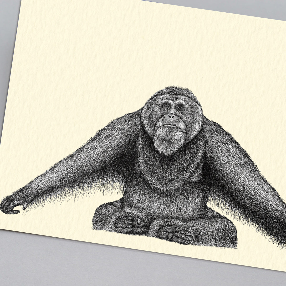 Sumatran orangutan art print