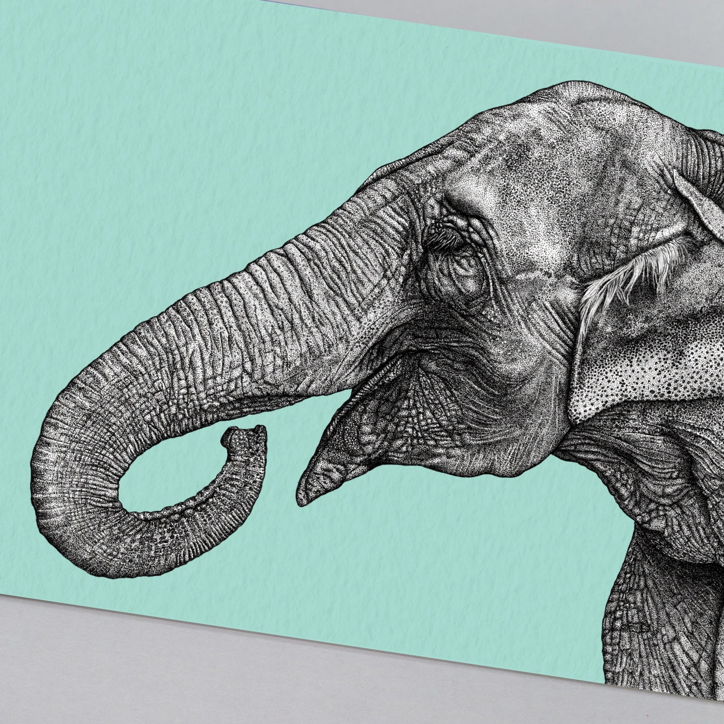 Asian elephant art print