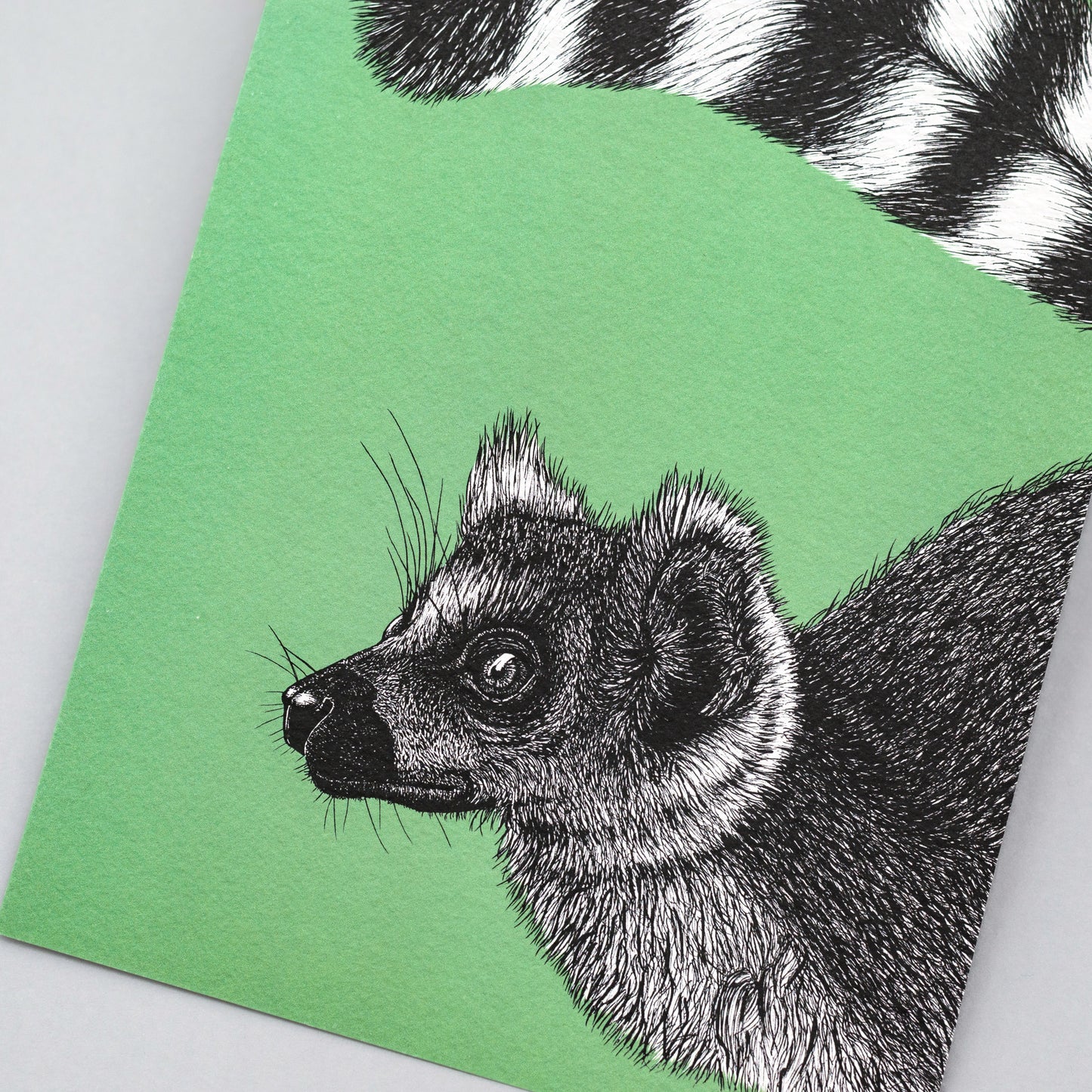 Ring-tailed lemur art print