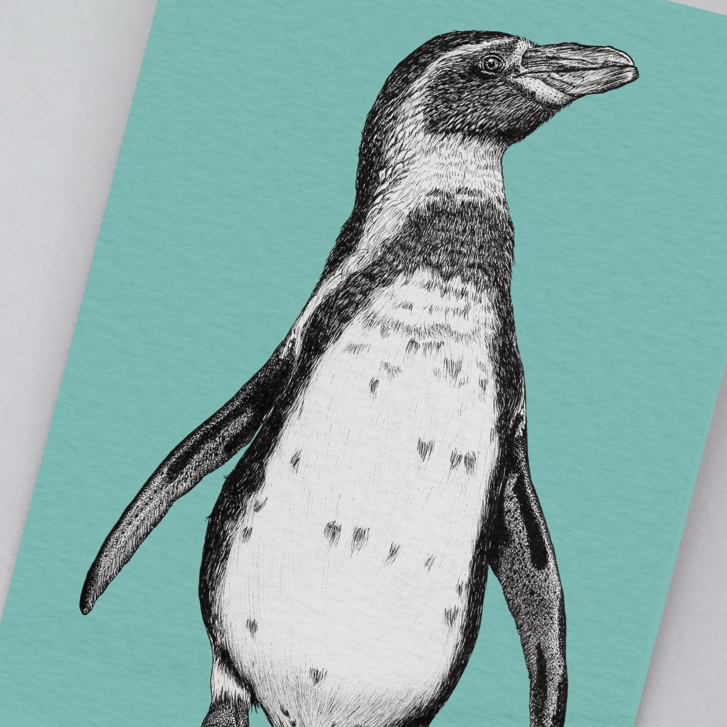 Humboldt penguin art print