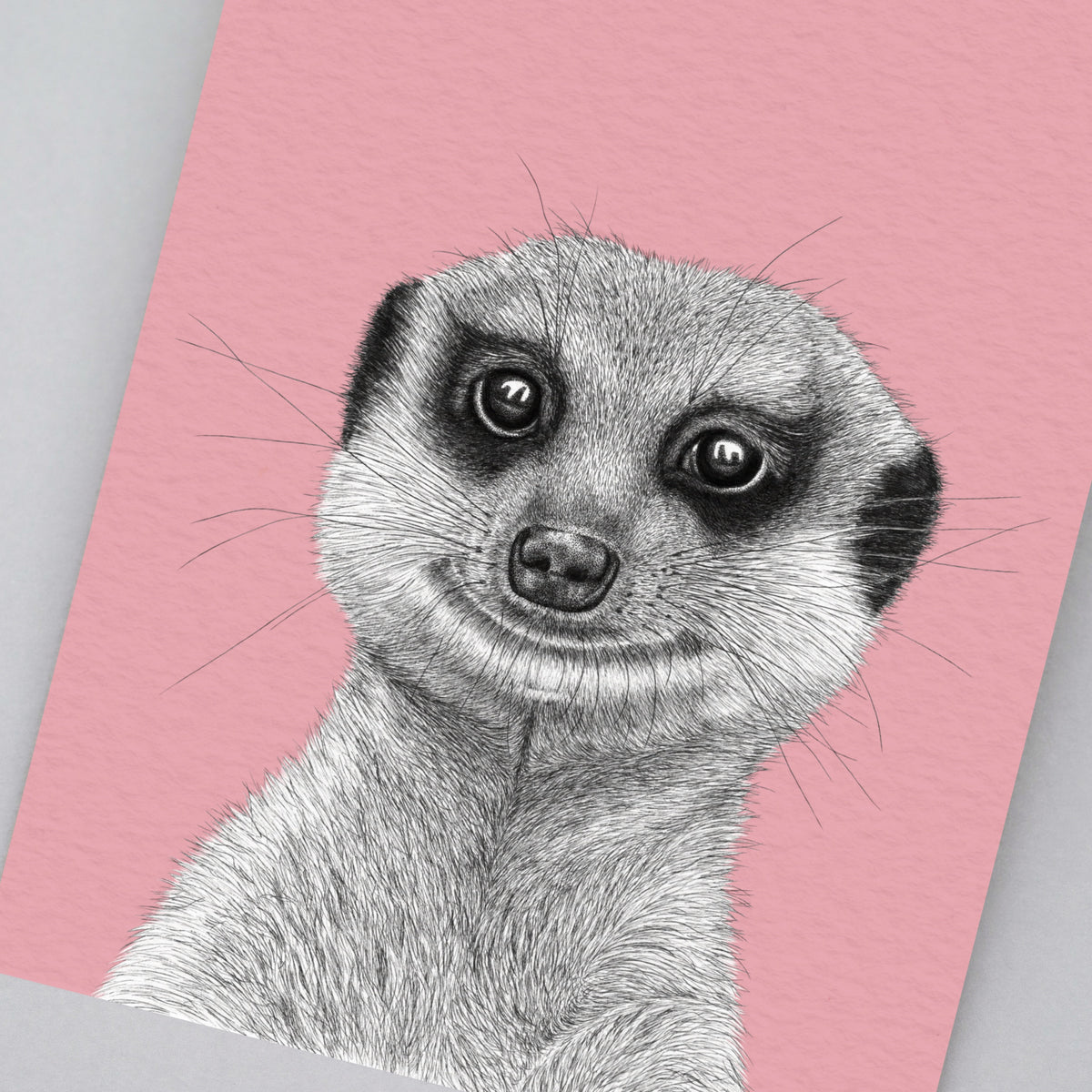 Meerkat art print